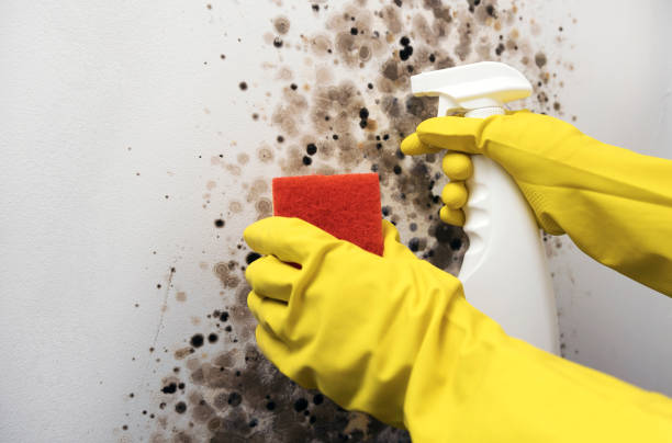 Best Commercial Mold Removal  in Ewa Gentry, HI
